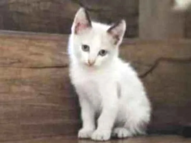 Gato ra a Srd idade Abaixo de 2 meses nome Apolo