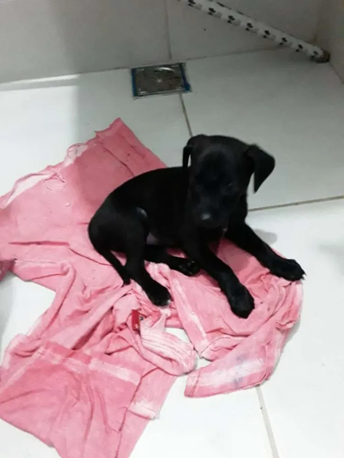 Cachorro ra a RND idade 2 a 6 meses nome Malu