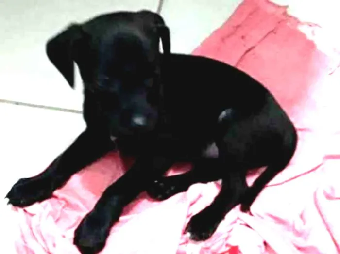Cachorro ra a RND idade 2 a 6 meses nome Malu