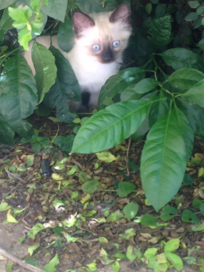 Gato ra a Indefinida idade 2 a 6 meses nome Não tem