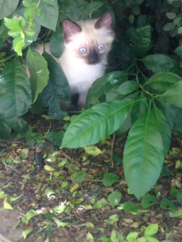 Gato ra a Indefinida idade 2 a 6 meses nome Não tem