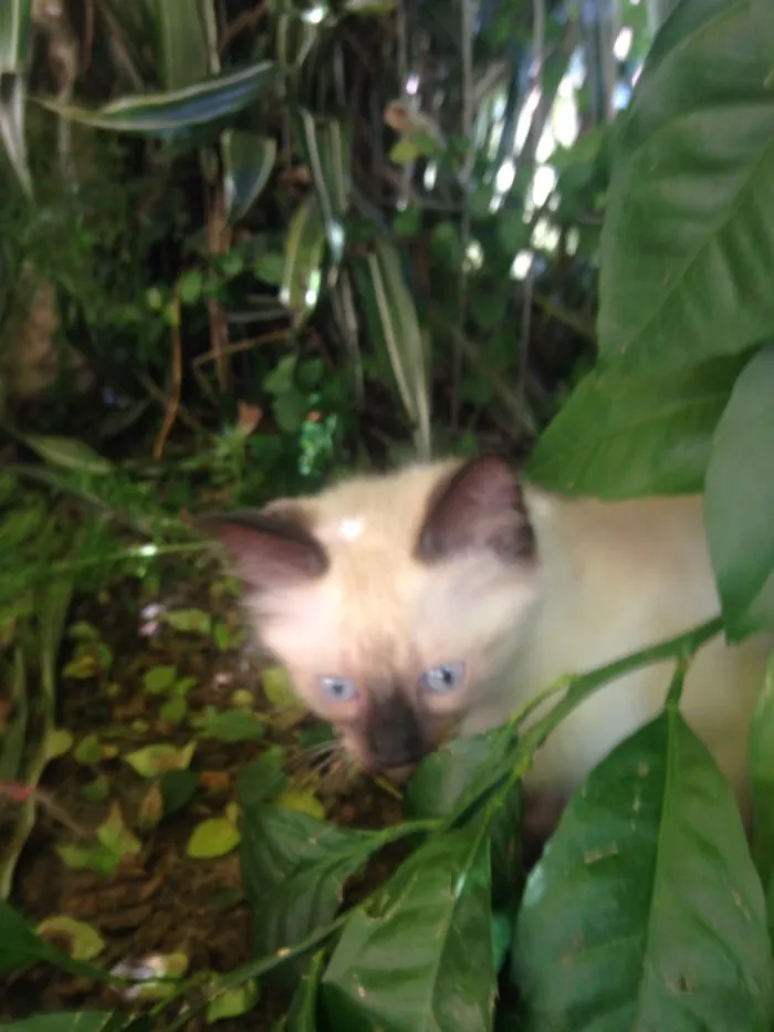 Gato ra a Indefinida idade 2 a 6 meses nome Não tem