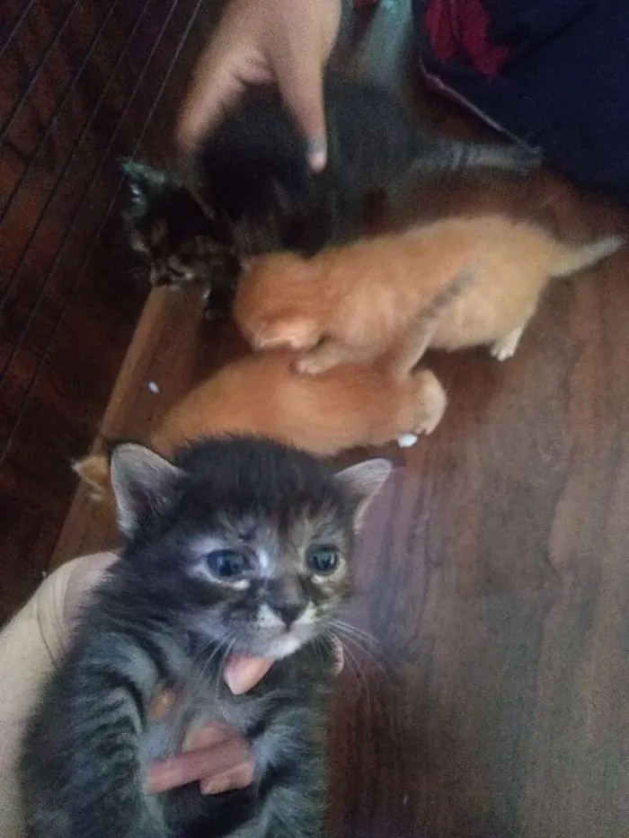 Gato ra a SRD idade Abaixo de 2 meses nome Filhotinhos felpudin
