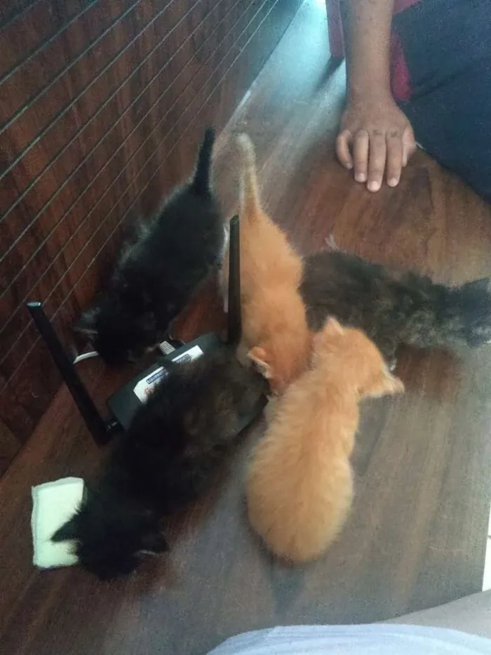 Gato ra a SRD idade Abaixo de 2 meses nome Filhotinhos felpudin