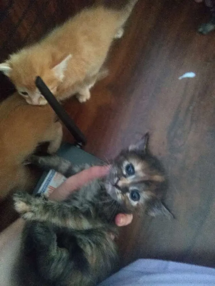 Gato ra a SRD idade Abaixo de 2 meses nome Filhotinhos felpudin