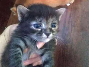 Gato raça SRD idade Abaixo de 2 meses nome Filhotinhos felpudin