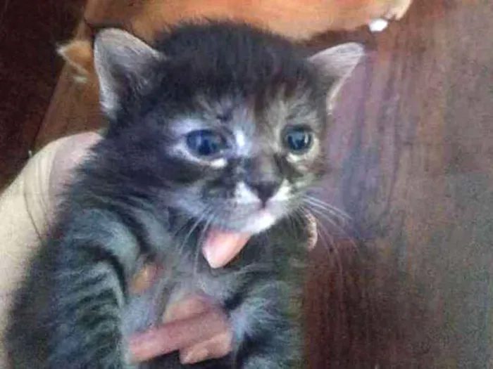Gato ra a SRD idade Abaixo de 2 meses nome Filhotinhos felpudin