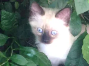 Gato raça Indefinida idade 2 a 6 meses nome Não tem