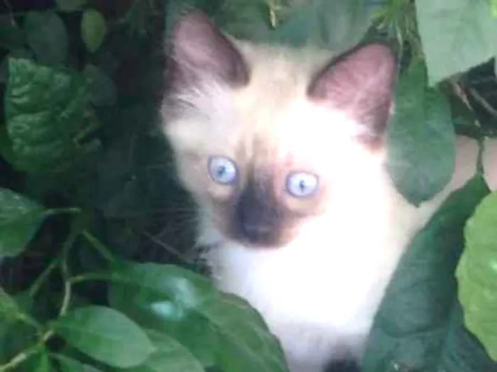 Gato ra a Indefinida idade 2 a 6 meses nome Não tem