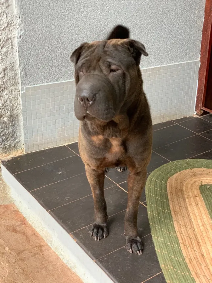 Cachorro ra a Sharpei idade  nome Shakira