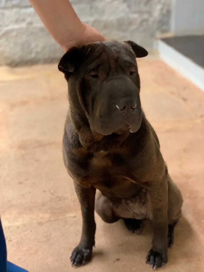 Cachorro ra a Sharpei idade  nome Shakira