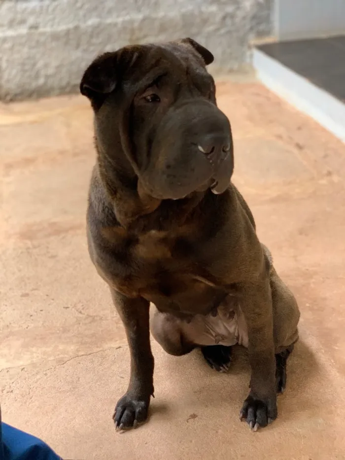 Cachorro ra a Sharpei idade  nome Shakira