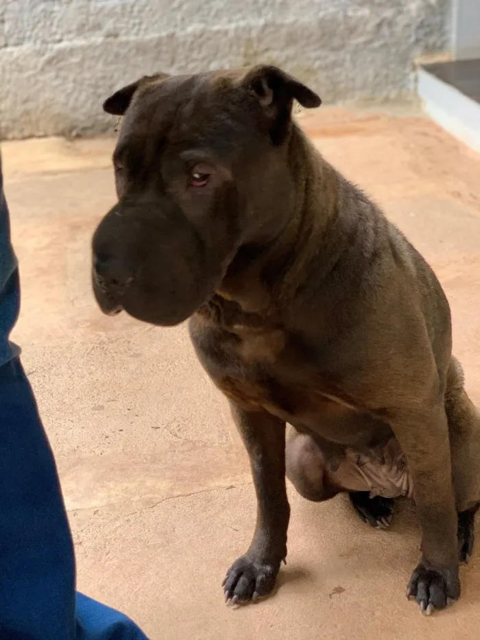Cachorro ra a Sharpei idade  nome Shakira