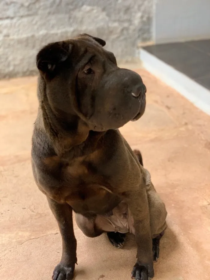 Cachorro ra a Sharpei idade  nome Shakira