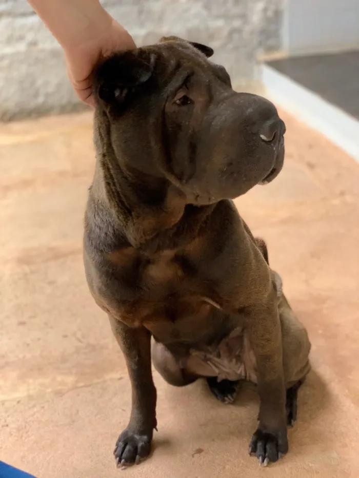 Cachorro ra a Sharpei idade  nome Shakira