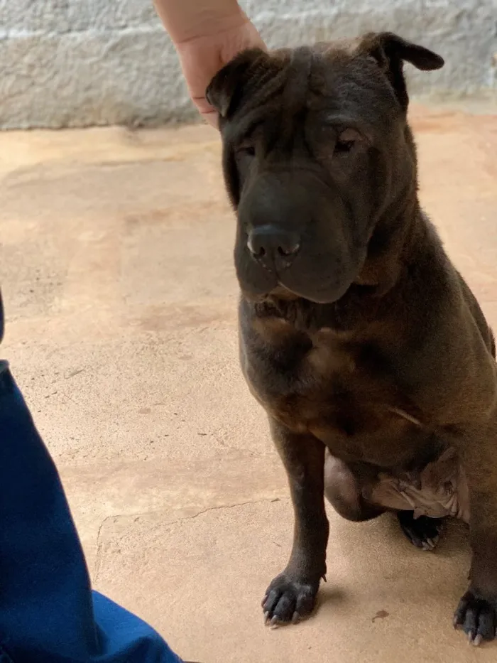 Cachorro ra a Sharpei idade  nome Shakira