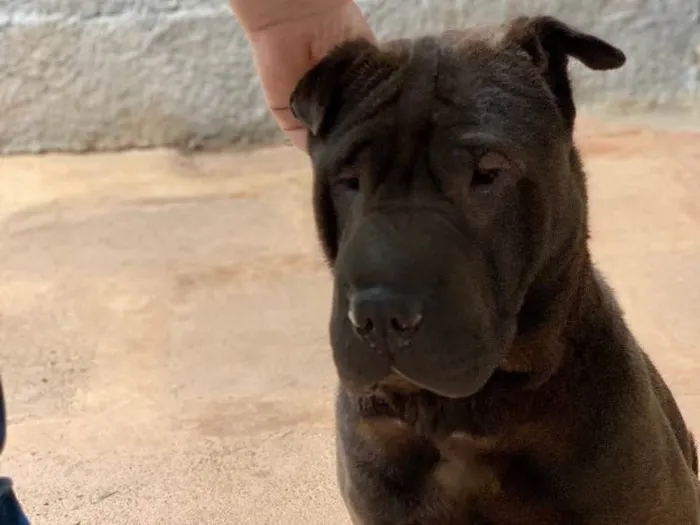 Cachorro ra a Sharpei idade  nome Shakira