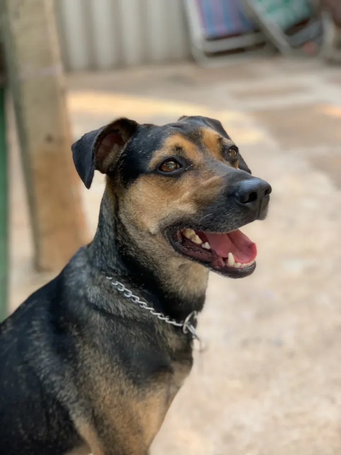 Cachorro ra a Srd idade  nome Neno