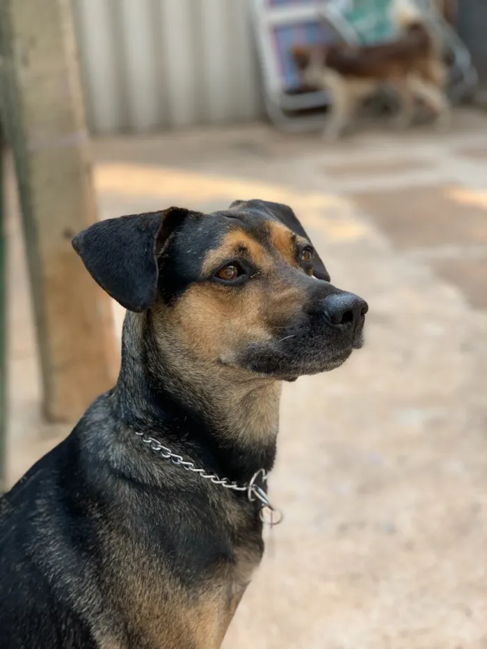 Cachorro ra a Srd idade  nome Neno