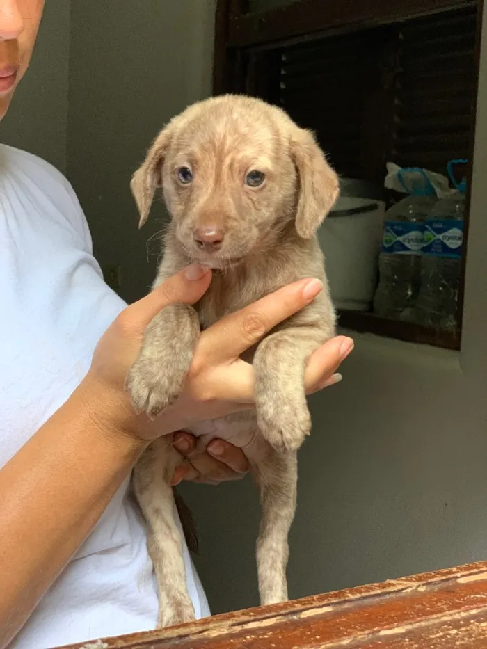 Cachorro ra a Srd idade  nome Amendoim e Choppinho