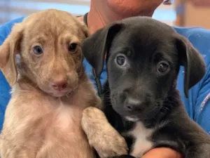 Cachorro raça Srd idade  nome Amendoim e Choppinho