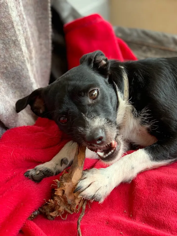 Cachorro ra a Srd idade  nome Gael