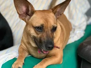 Cachorro raça Srd idade  nome Candy