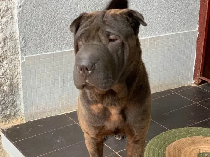 Cachorro ra a Sharpei idade  nome Shakira