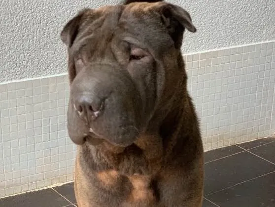 Cachorro ra a Sharpei idade  nome Shakira