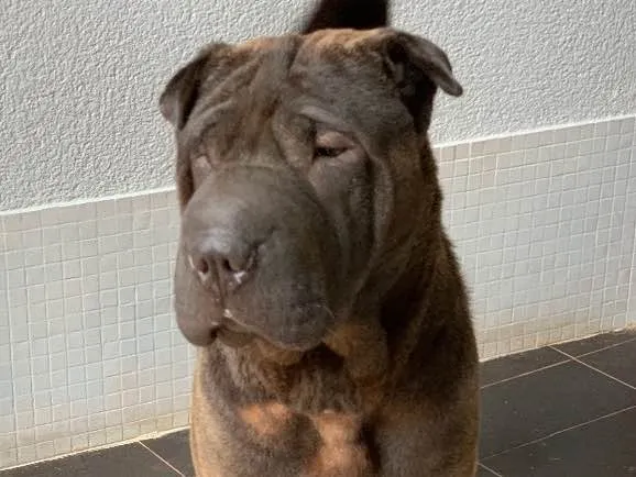 Cachorro ra a Sharpei idade  nome Shakira