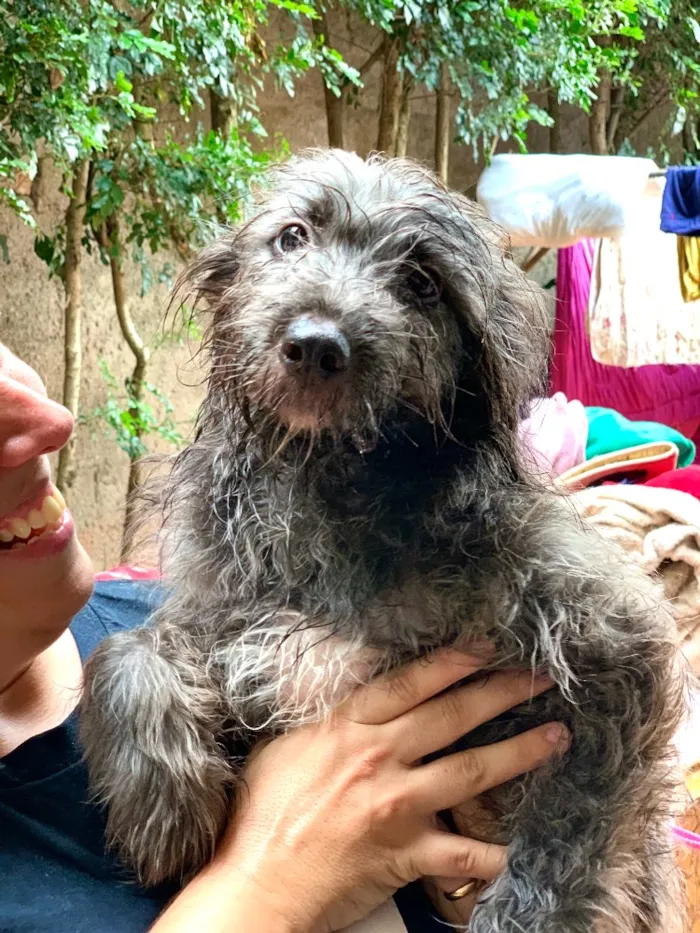 Cachorro ra a Srd idade  nome Guaraná