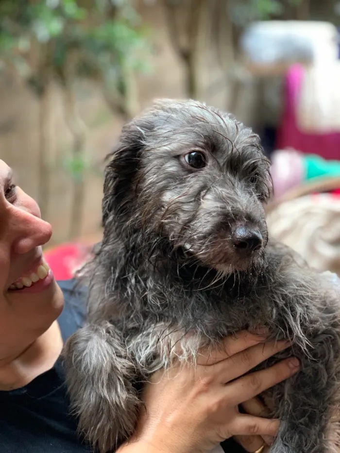 Cachorro ra a Srd idade  nome Guaraná