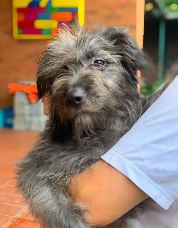 Cachorro ra a Srd idade  nome Guaraná