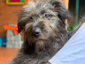 Cachorro raça Srd idade  nome Guaraná