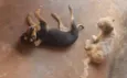 Neguinha e mel