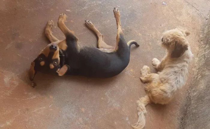 Cachorro ra a Shitzu, e cofap misturado com  idade 1 ano nome Neguinha e mel