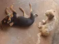 Neguinha e mel