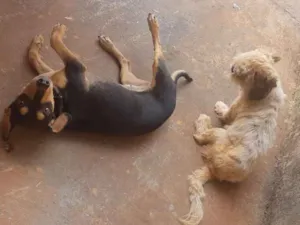 Cachorro raça Shitzu, e cofap misturado com  idade 1 ano nome Neguinha e mel