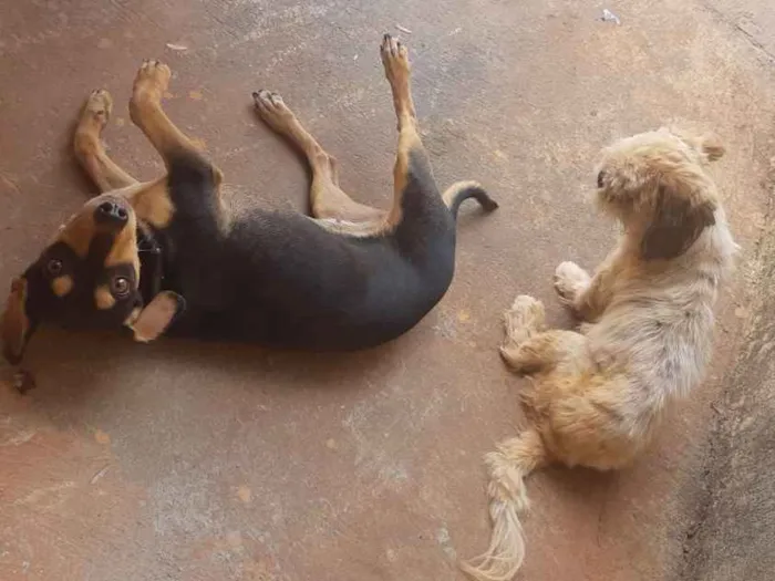 Cachorro ra a Shitzu, e cofap misturado com  idade 1 ano nome Neguinha e mel
