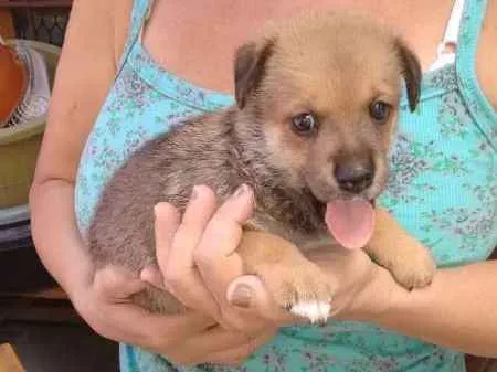 Cachorro raça indefinida idade 2 a 6 meses nome Filhotes