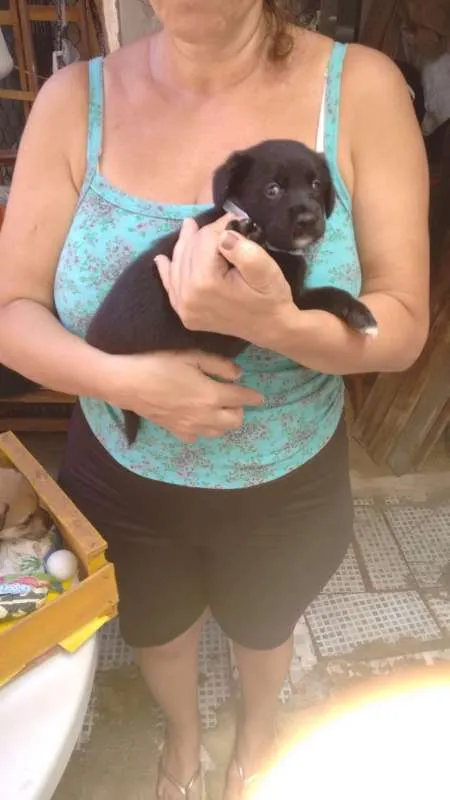 Cachorro raça indefinida idade 2 a 6 meses nome Filhotes