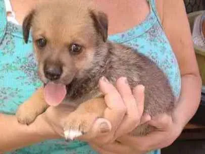 Cachorro raça indefinida idade 2 a 6 meses nome Filhotes
