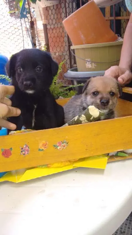 Cachorro raça indefinida idade 2 a 6 meses nome Filhotes