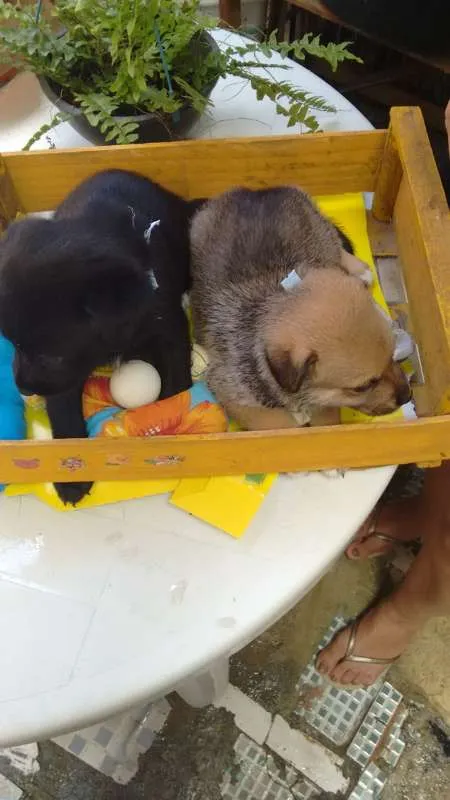 Cachorro raça indefinida idade 2 a 6 meses nome Filhotes