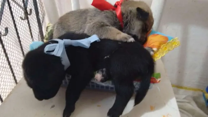 Cachorro raça indefinida idade 2 a 6 meses nome Filhotes