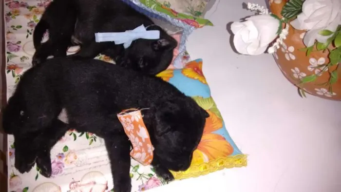 Cachorro raça indefinida idade 2 a 6 meses nome Filhotes