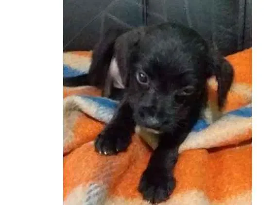 Cachorro ra a vira lata  idade Abaixo de 2 meses nome Thor 