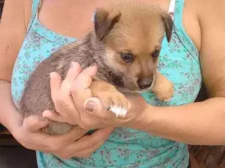 Cachorro raça indefinida idade 2 a 6 meses nome Filhotes