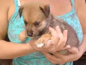 Cachorro raça indefinida idade 2 a 6 meses nome Filhotes