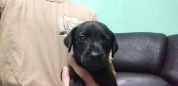 Cachorro ra a vira lata  idade Abaixo de 2 meses nome Paçoca 